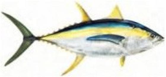 Yellowfin Tuna Yellowfin Tuna environ 6 cm* 3 cm