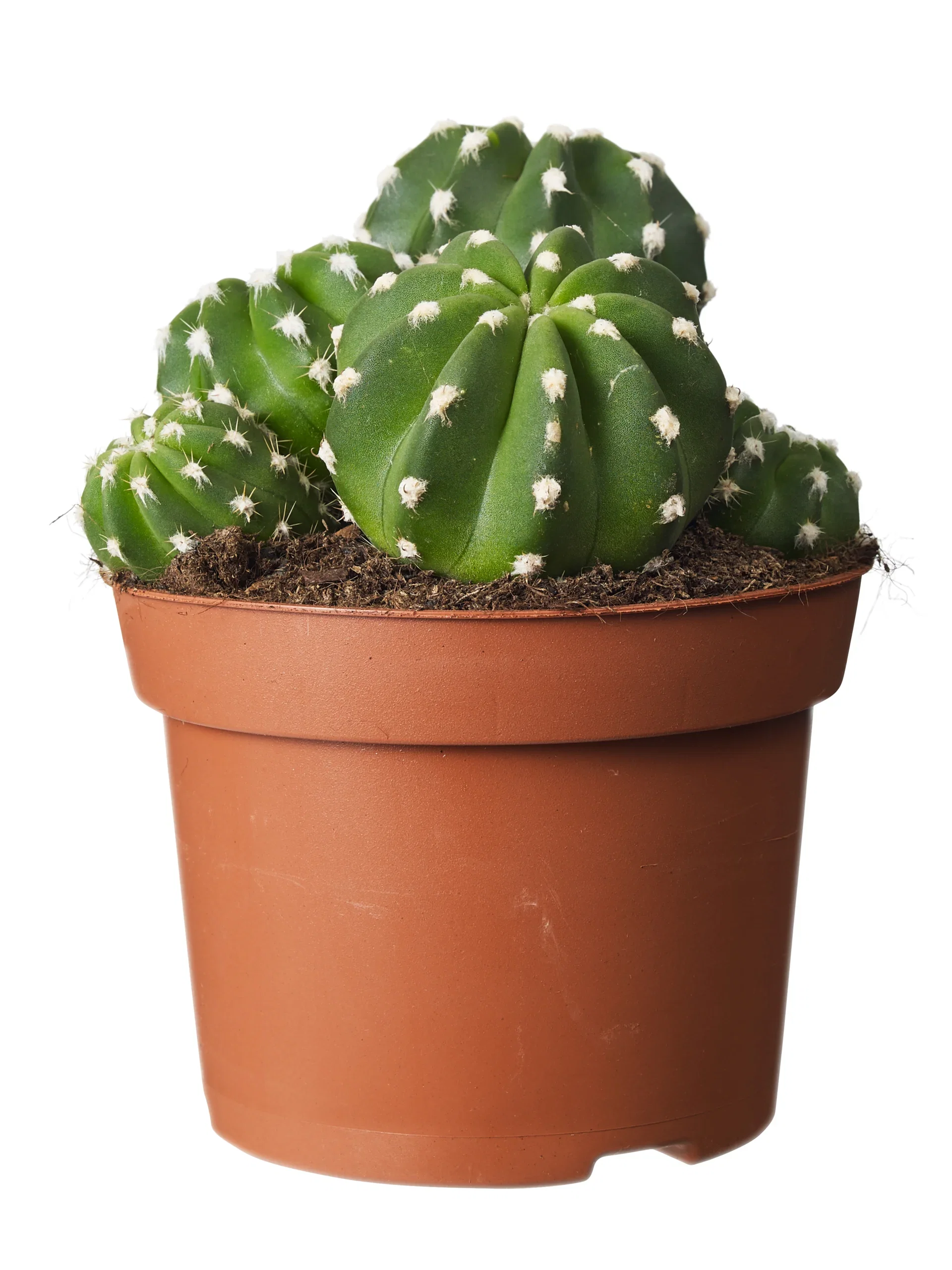 Cactus Kaktus miks Høyde 20 cm