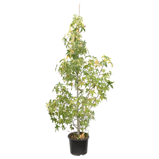 Liquidambar styraciflua 'Silver King' : conteneur 15 litres