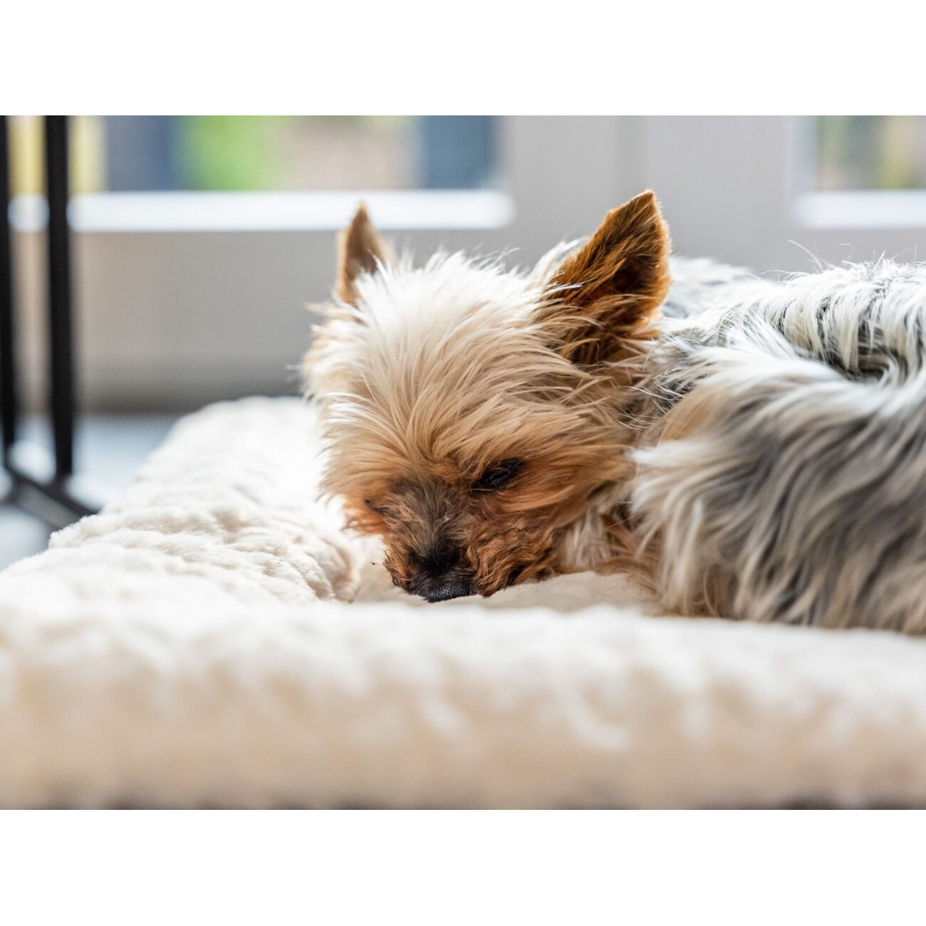 TrendPet Heaven gefütterte Liegedecke beige XS