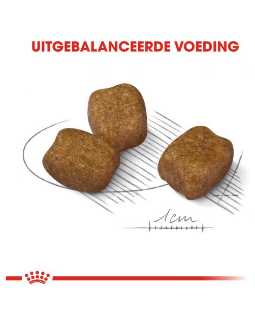 Royal Canin Dental Care Mini - Hondenvoer