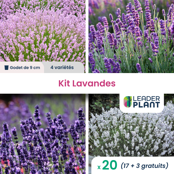 Collection de lavandes - 4 variétés - lot de 20 plants en godet