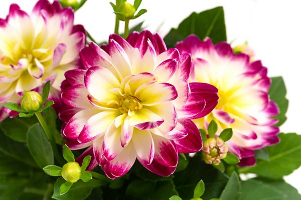 Zwergdahlie, verschiedene Farben