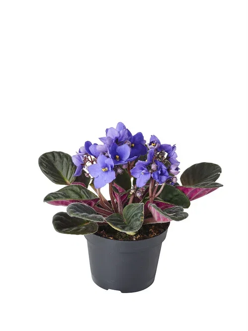 Saintpaulia ionantha SaintPaulia Høyde 15 cm