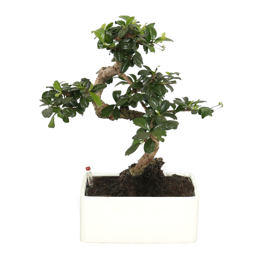 Bonsai carmona - céramique blanche