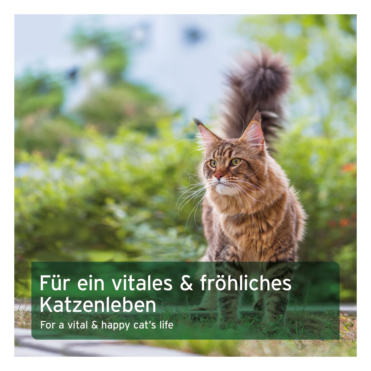 AniForte BARF Complete Cat 100g