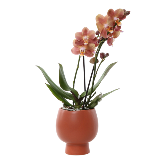 Orchidée Phalaeonopsis 2 tiges - cache-pot céramique D11cm