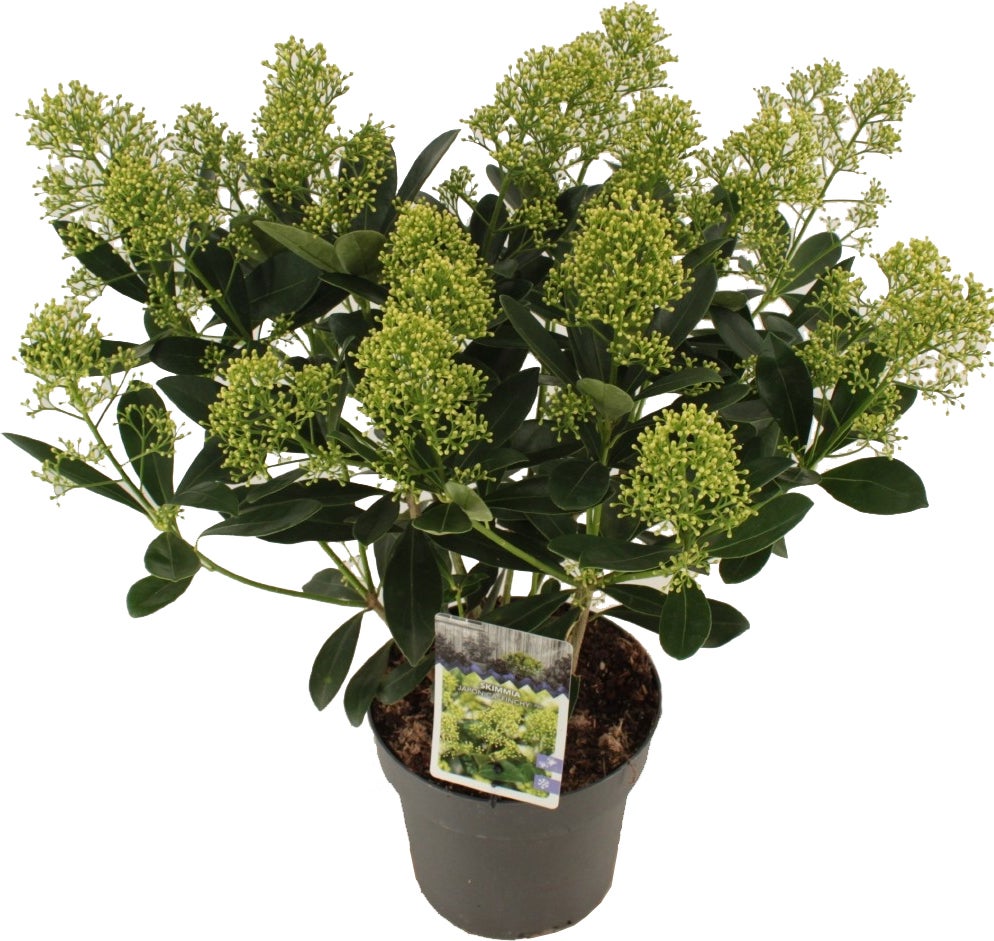 Skimmia (Skimmia japonica 'Finchy') D 19 H 30 cm
