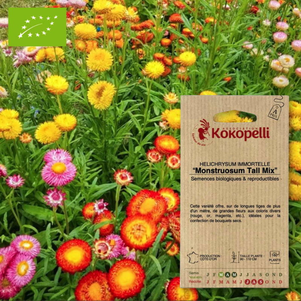 Sachet de graines bio à semerimmortelle à bractée monstruosum tall mix