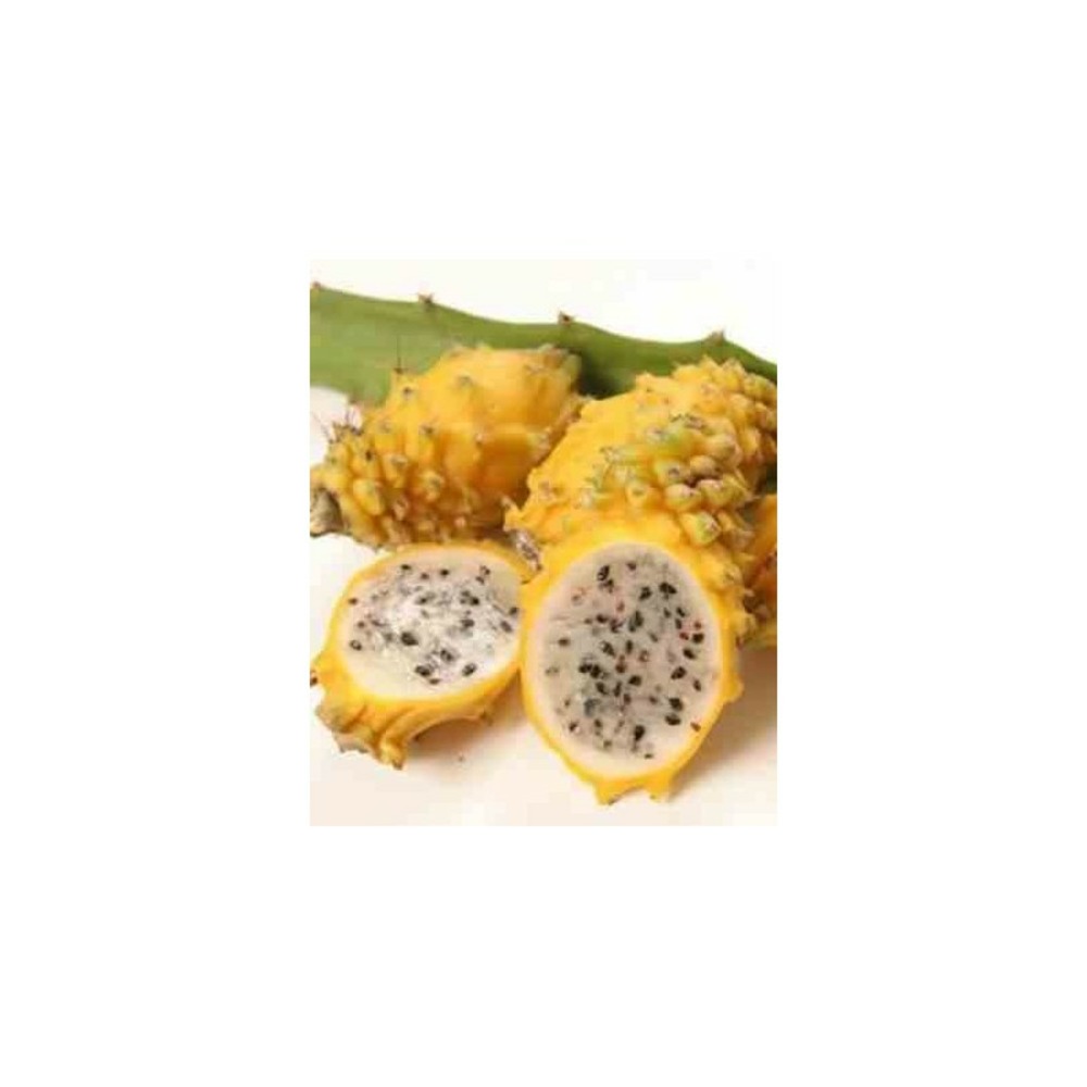 Pitaya hylocereus h.megalanthus jaune (pitaya ou fruit du dragon) jaune - taille pot de 4 litres ? 40/60 cm