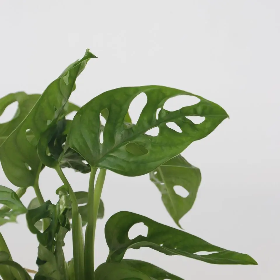 Apenmasker in glas - Monstera adansonii 'Monkey Mask' - Hoogte 25-35cm - ⌀20cm