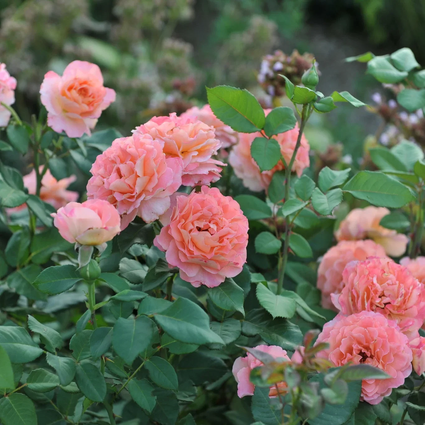 Rosa (Hybrid Tea Rose Group) AUGUSTA LUISE ('Tangust') Stilkrose AUGUSTA LUISE® Ø27 cm
