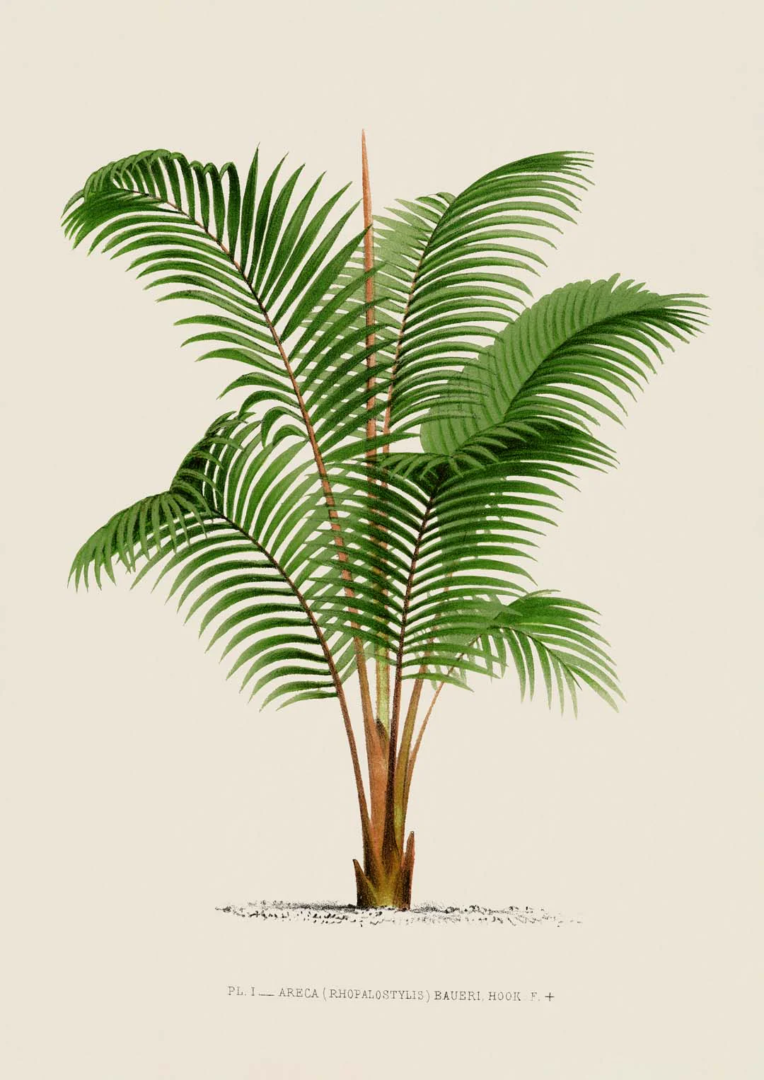 Areca Bauer Palm Tree Kunstdruck