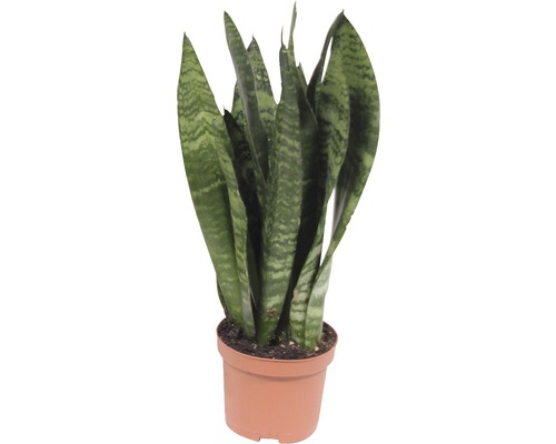Sansevieria mix FloraSelf Sansevieria H 25-35 cm Ø 9 cm pot willekeurige variëteitselectie