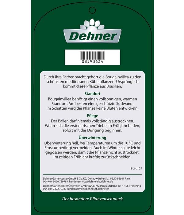 Drillingsblume, Busch
