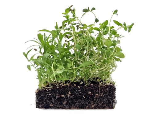 Supergrün's BIO Mediterraner Mix