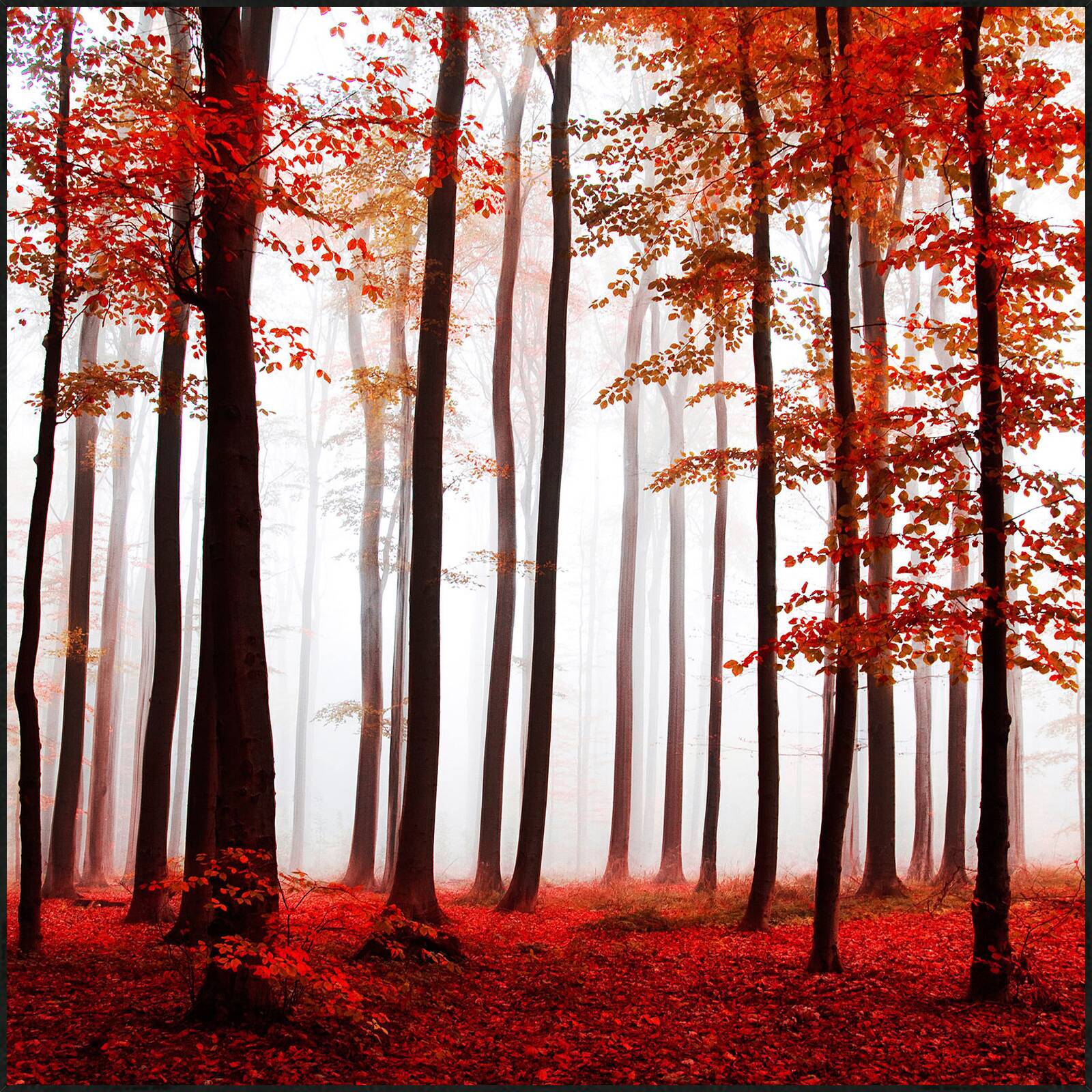 Purple Trees by Christiane Steinicke - Open Edition.