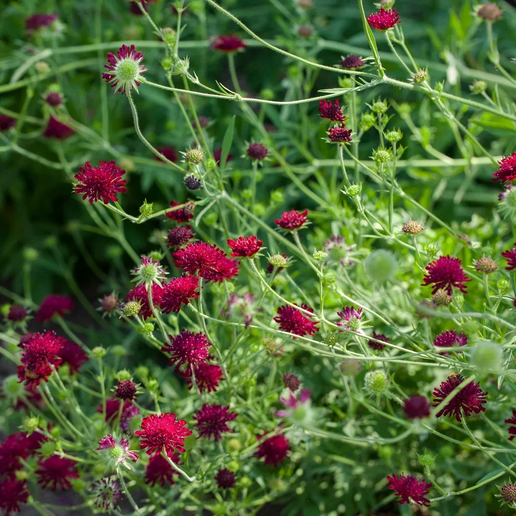 Knautia macedonica Makedoniardknapp Ø11 cm