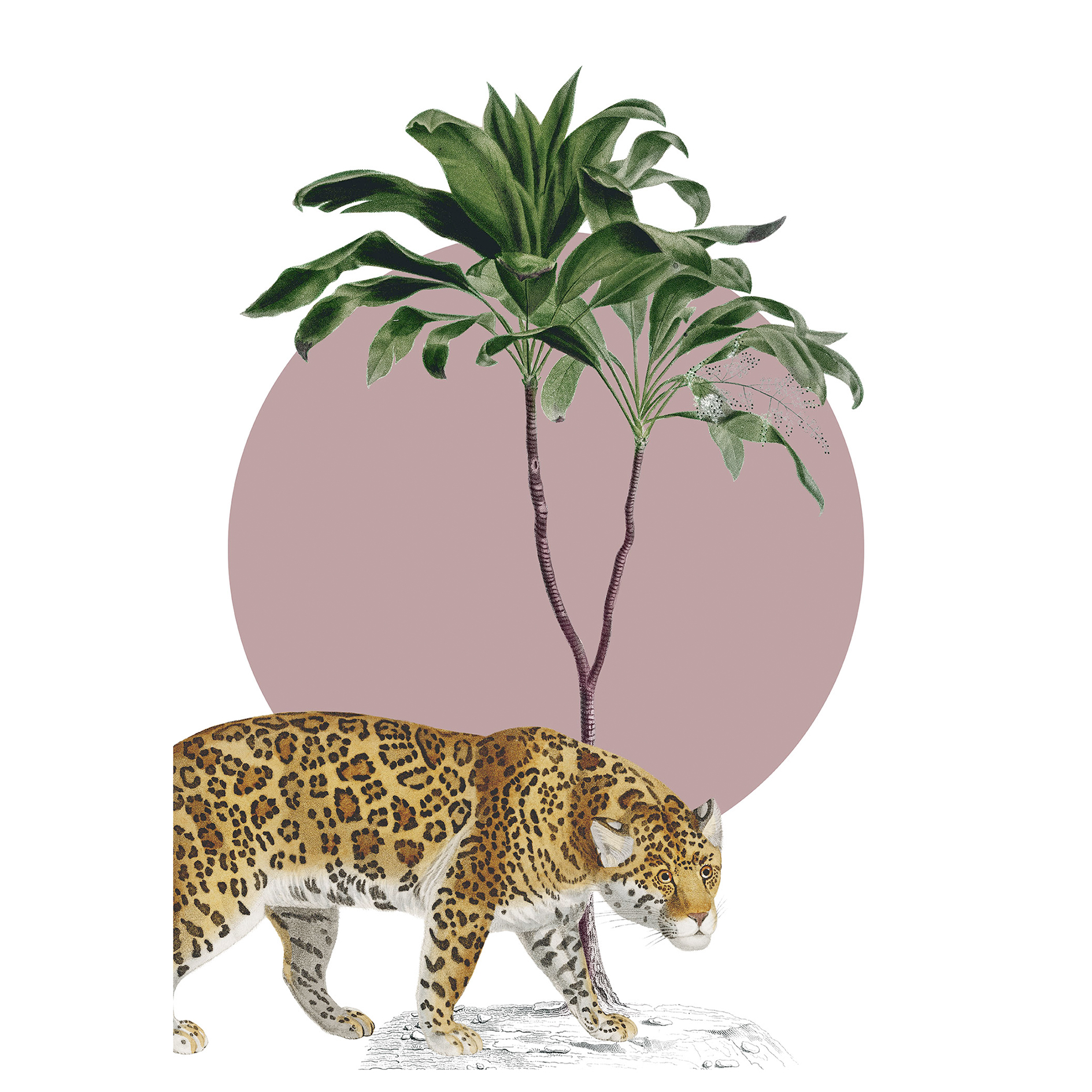 Wandbild BOTANICAL GARDEN JAGUAR - rosa - 50x70 cm