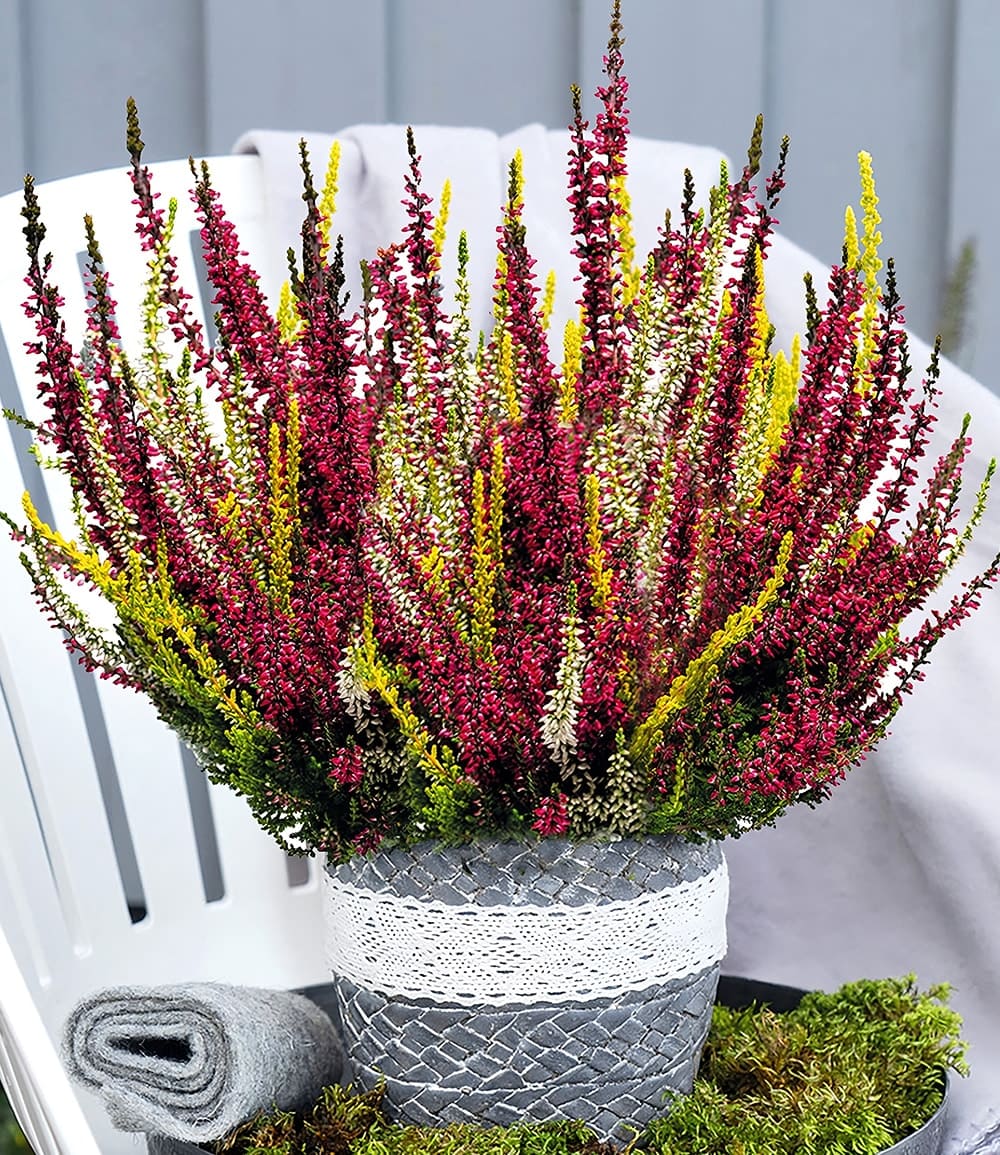 Calluna Knospenheide 'Colour Twister®' im 17 cm XXL-Topf