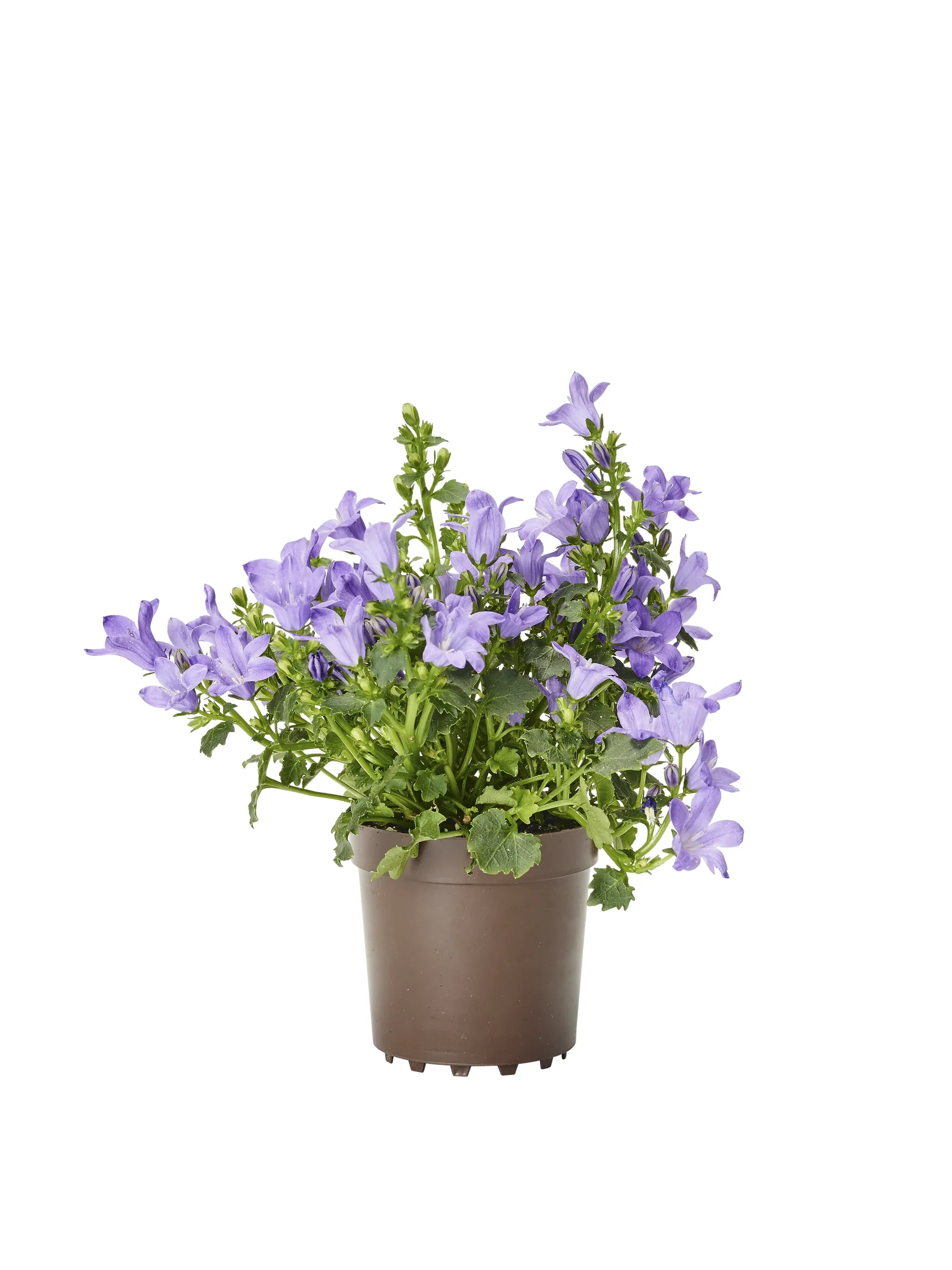 Campanula portenschlagiana GET MEE ('Pkmp01') Krypklokke 'Get Mee' mini Ø6 cm