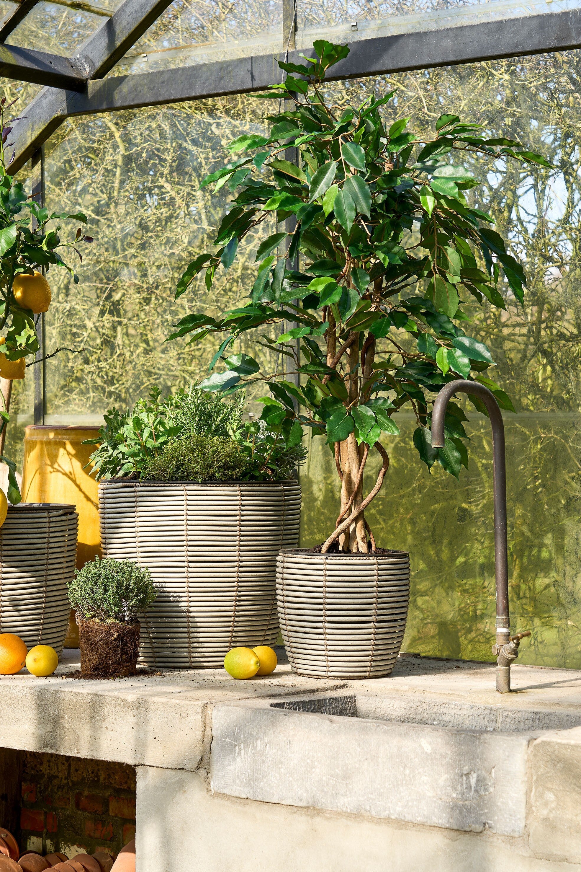 Mica Decorations Ficus groen in plastic pot - h110xd65cm