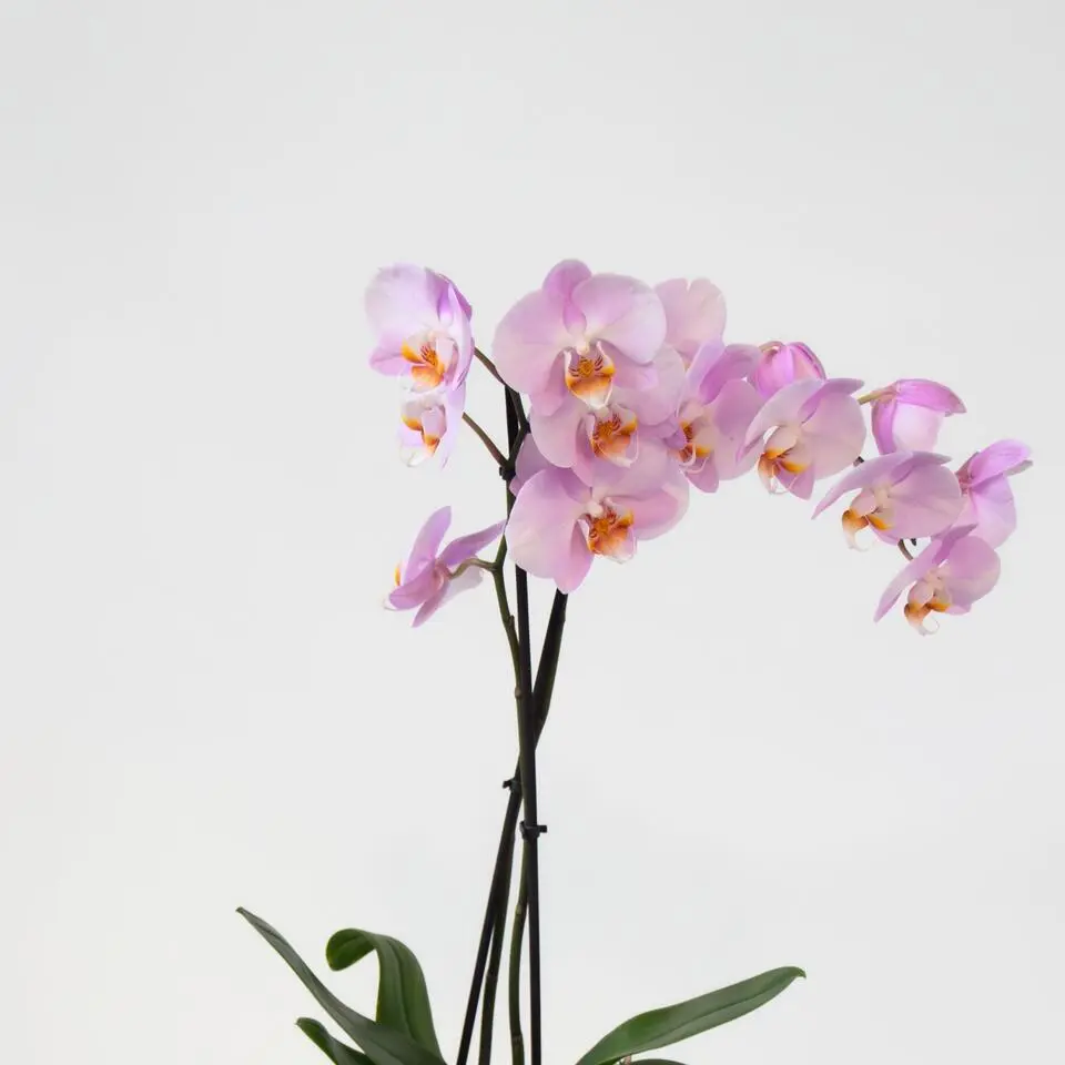 Vlinderorchidee - Mix van 3 - Phalaenopsis - Hoogte 50-60cm - ⌀12cm