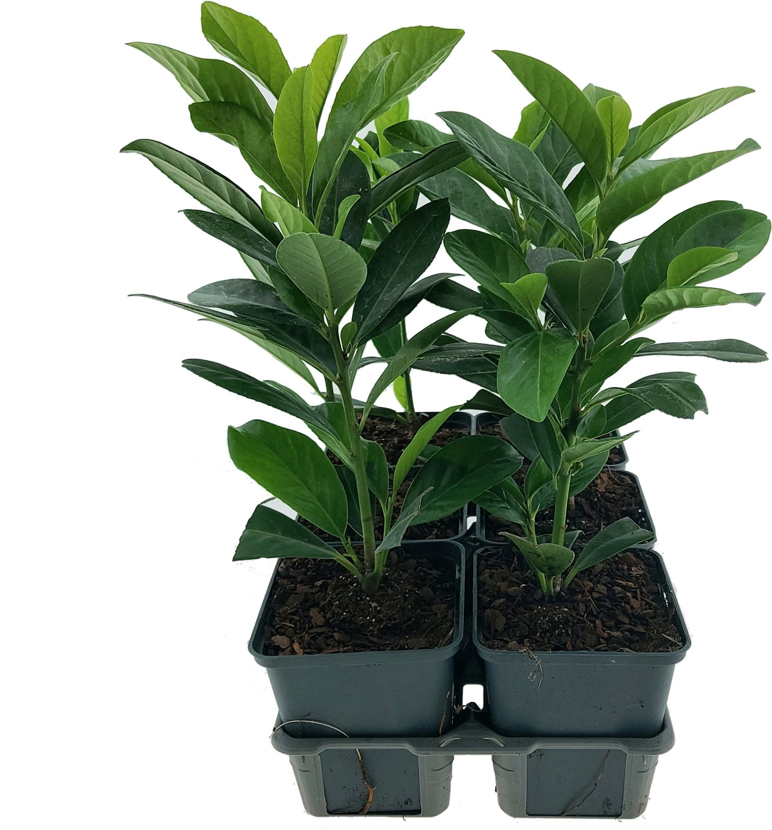 Laurierkers (Prunus laurocerasus) sixpack D 9 H 30 cm