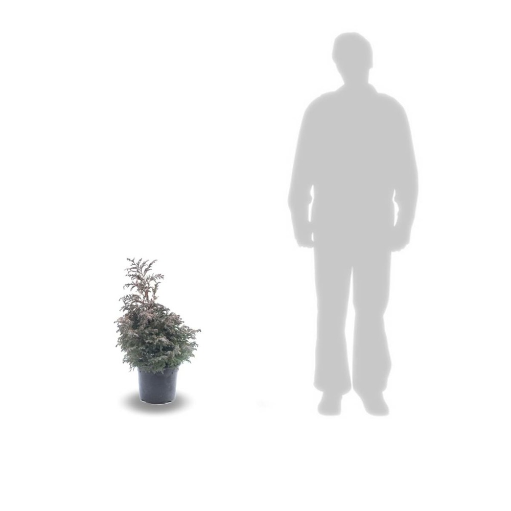 Faux cyprès pisifera boulevard/chamaecyparis pisifera boulevard[-]pot de 7,5l - 40/60 cm