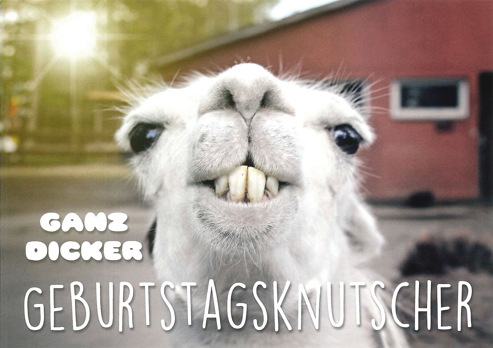 Postkarte 'Geburtstagsknutscher' günstig bestellen