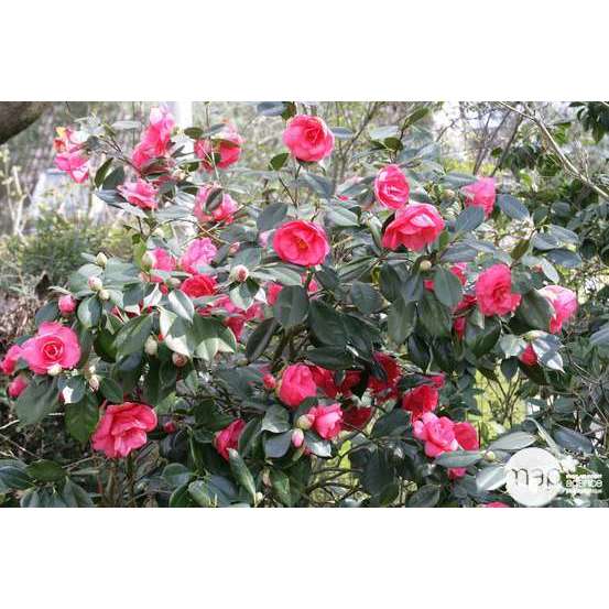 Camellia japonica : H 70/80 cm, ctr 15 Litres