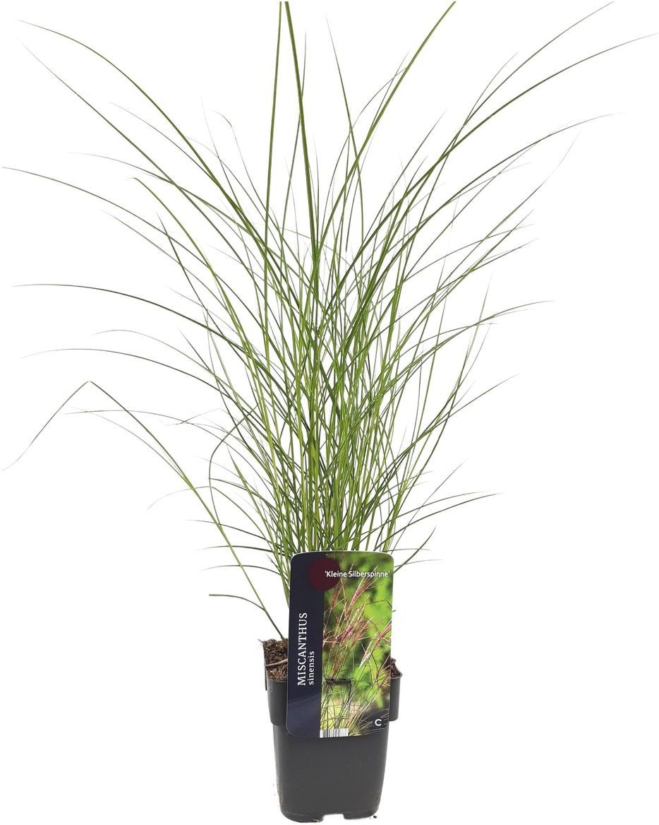 Chinees riet (Miscanthus sinensis 'Kleine Silberspinne') D 17 H 10 cm