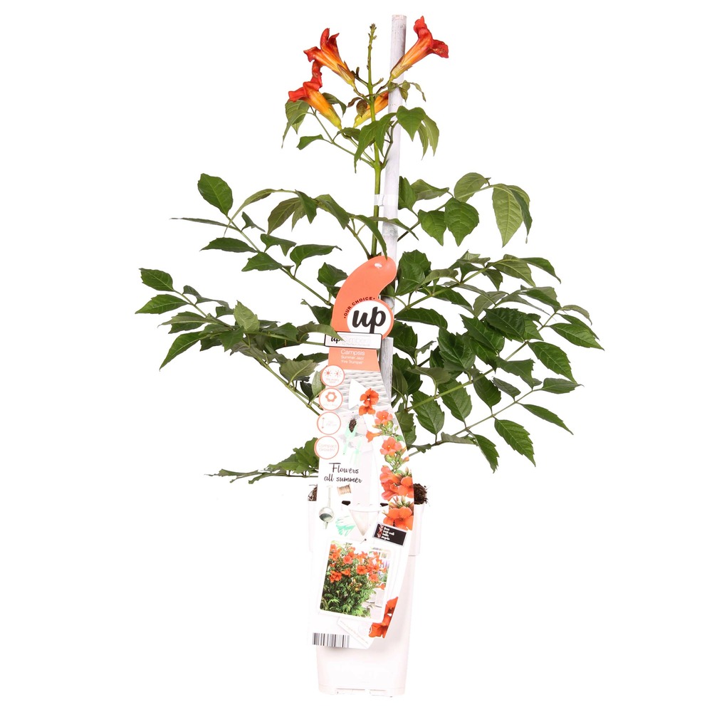 Campsis summer jazz fire trompette – trompette fleur – creeper – hardy - ⌀15 cm - ↕60-70 cm