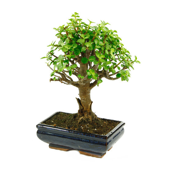 Bonsaï Portulacaria:7-9 ans boule