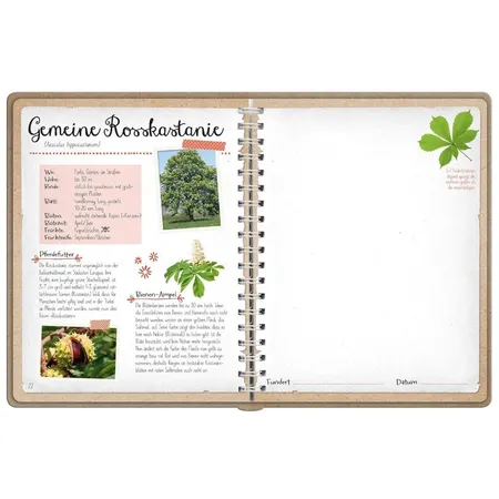 ars Edition Naturforscher-Kids – Blüten und Blätter entdecken und sammeln