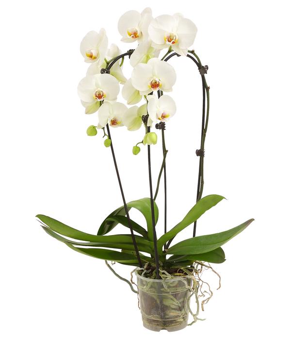 Schmetterlingsorchidee - Phalaenopsis