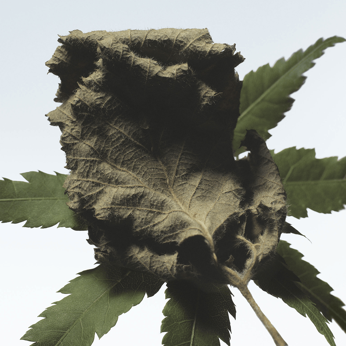 Cannabis Patchouli Eau de Parfum 100ml