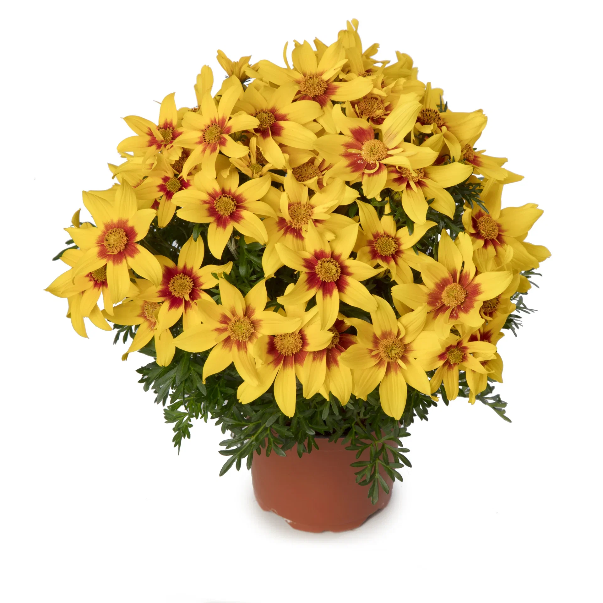 Bidens brazen 'Eternal Flame’ 12 cm Bidens 'Eternal Flame’ Ø12 cm