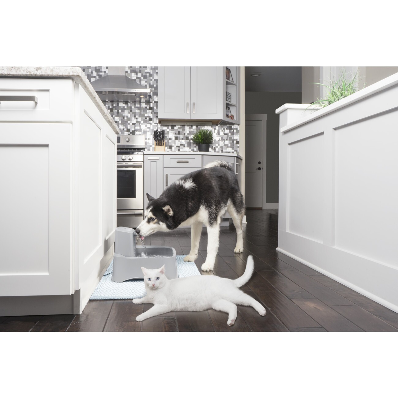 PetSafe Trinkbrunnen 7,5 l