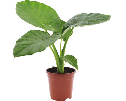 Reuzenpijlkruid, olifantsoor FloraSelf Alocasia macrorrhiza H 60-70 cm Ø 17 cm pot