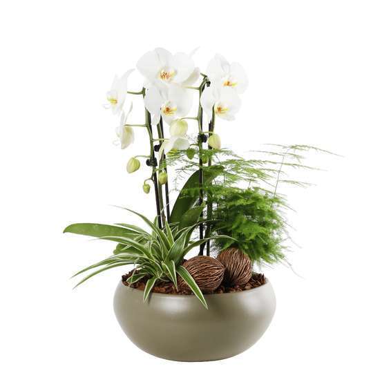 Compo orchidée cascade