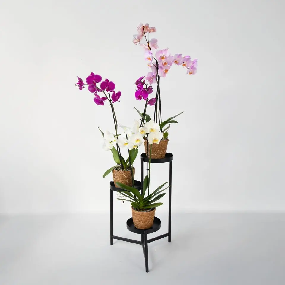 Vlinderorchidee - Mix van 3 - Phalaenopsis in deco mand - Hoogte 50-60cm - ⌀12cm