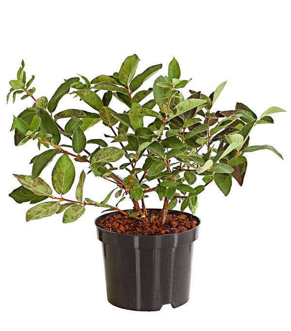 Honigbeere 'Russlana'