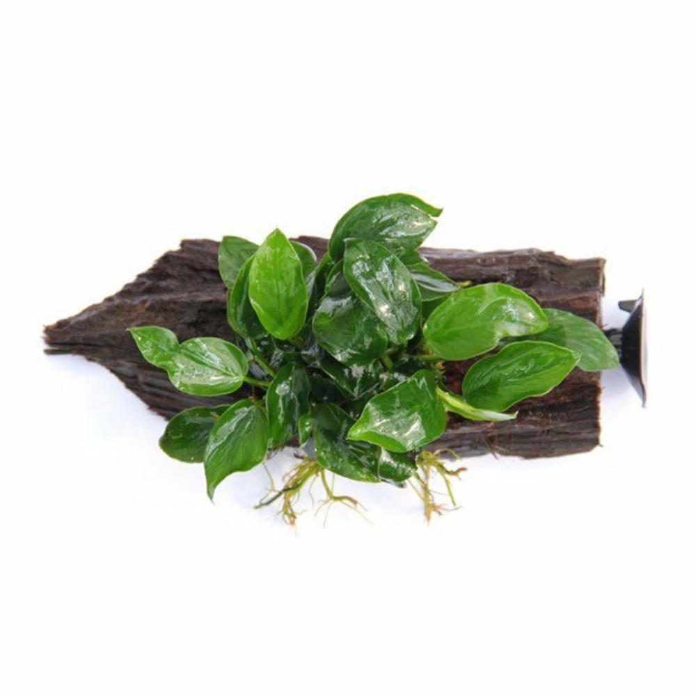 Anubias nana sur racine avec ventouse
