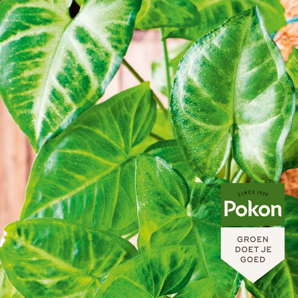Pokon Bladglans 250 ml