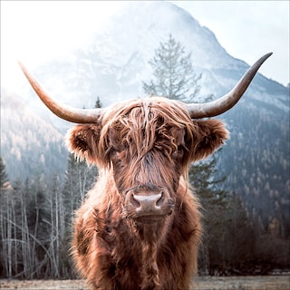 PRO ART Glas-Art Bild HIGHLAND CATTLE 30 x 30 cm mehrfarbig