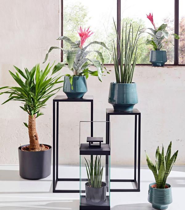Bogenhanf - Sansevieria cylindrica 'Mikado'