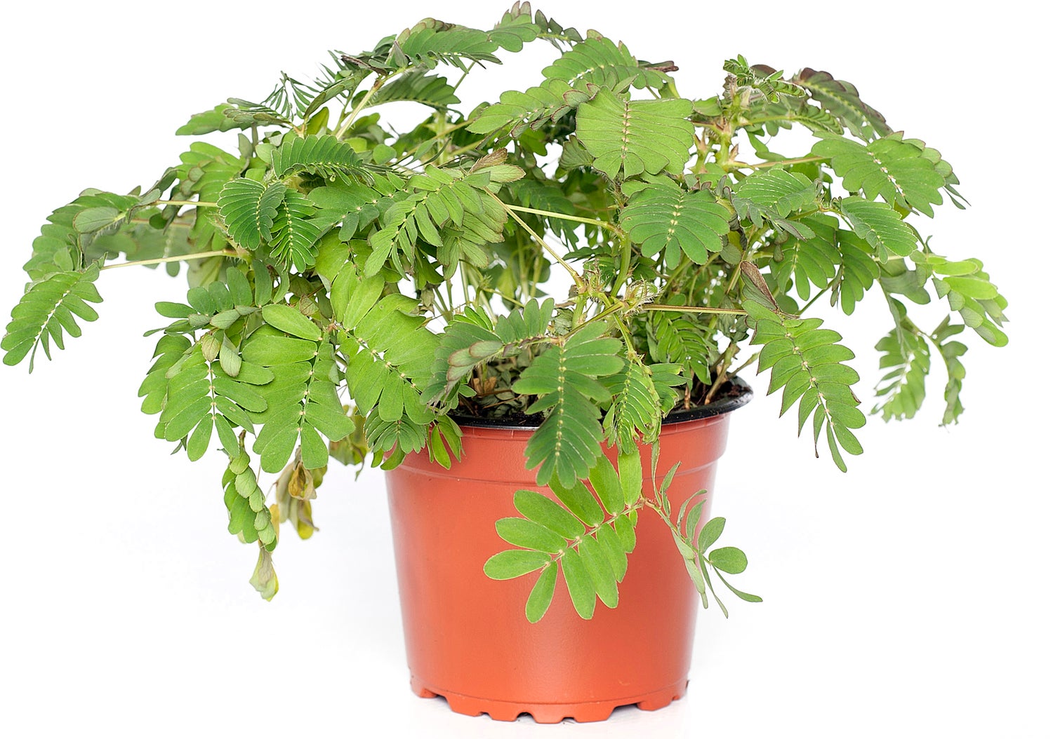 Kruidje roer me niet (Mimosa pudica) D 9 H 13 cm