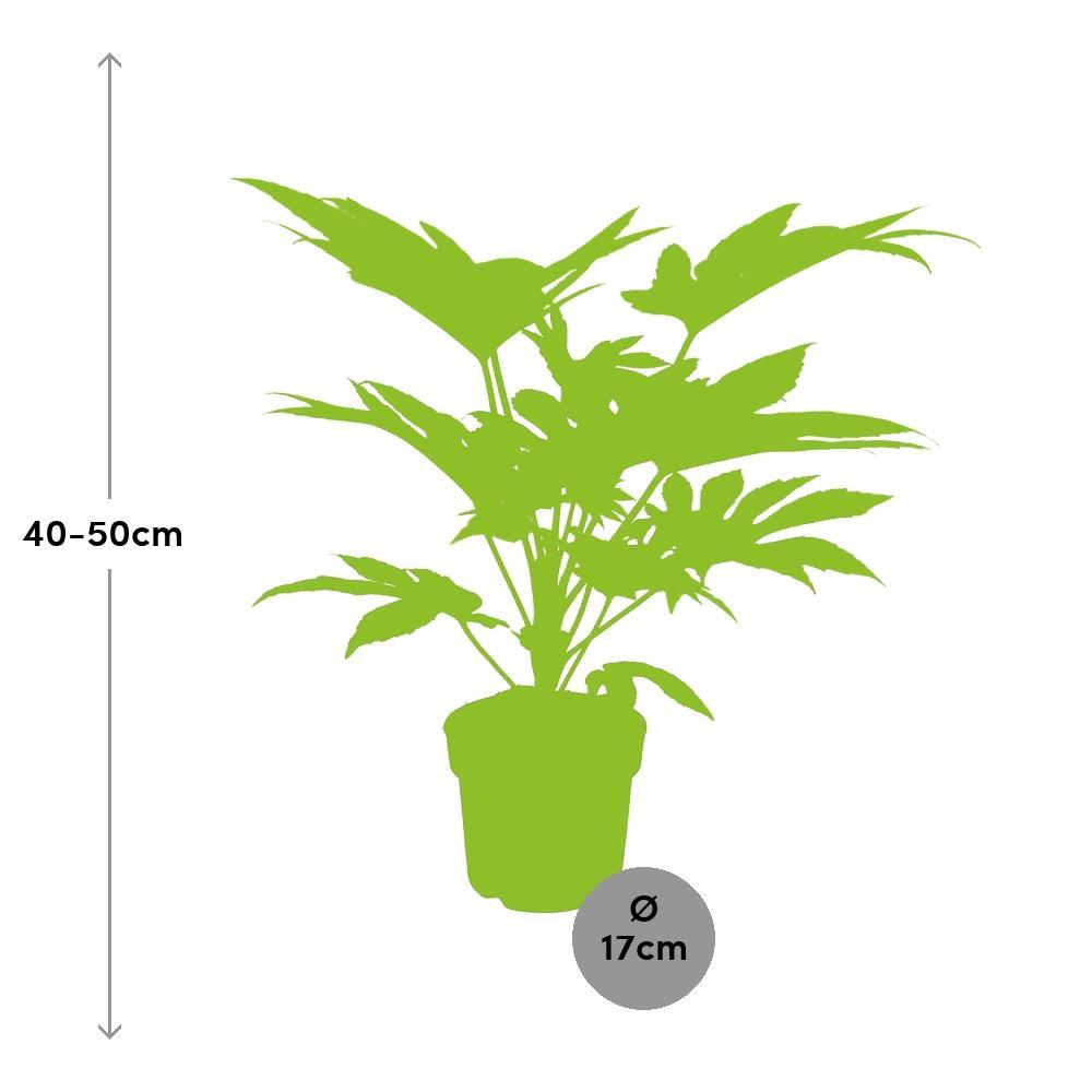 Plante d'intérieur - fatsia japonica spider web 50.0cm