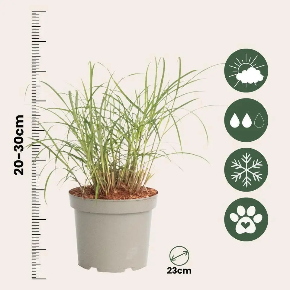 Prachtriet - Set van 2 - Miscanthus 'Red Chief' - Hoogte 40-60cm - ⌀23cm